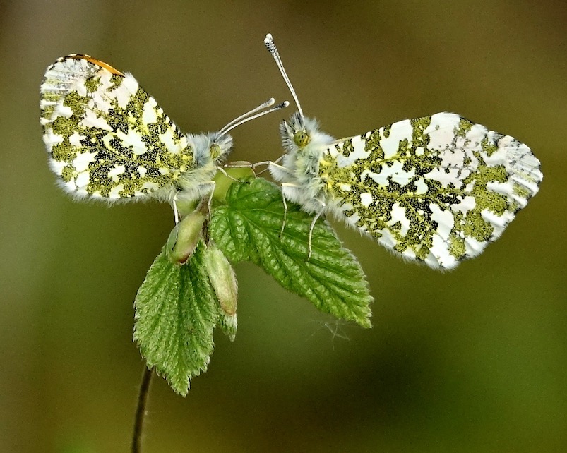 orange tip